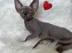 Tea solid grey - Sphynx Cat For Sale - Brooklyn&comma; NY&comma; US