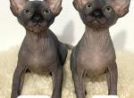 Dorian and Delia - Sphynx Cat For Sale - Brooklyn&comma; NY&comma; US