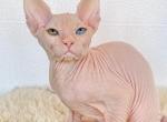 Artemis odd eye - Sphynx Cat For Sale - Brooklyn&comma; NY&comma; US