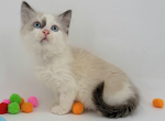 Beau - Munchkin Cat For Sale - Neosho&comma; MO&comma; US