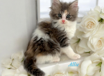 Allie - Munchkin Cat For Sale - Neosho&comma; MO&comma; US