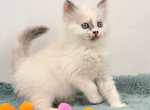 Pixie - Munchkin Cat For Sale - Neosho&comma; MO&comma; US