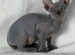 Mia - Sphynx Cat For Sale - Brooklyn&comma; NY&comma; US