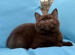 Ferrero - British Shorthair Cat For Sale - Jacksonville&comma; FL&comma; US