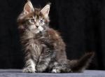 Jimmie - Maine Coon Cat For Sale - Miami&comma; FL&comma; US