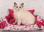 Mimosa - Ragdoll Cat For Sale - Pembroke Pines&comma; FL&comma; US