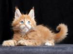 James Bond - Maine Coon Cat For Sale - Hollywood&comma; FL&comma; US