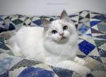 Audrey - Ragdoll Cat For Sale - Tuscaloosa&comma; AL&comma; US