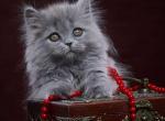 Odetta - Scottish Straight Cat For Sale - Hollywood&comma; FL&comma; US
