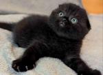 Snickers pure black scottish fold baby boy - Scottish Fold Cat For Sale - TX&comma; US