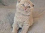 Scooby Doo chubby lilac solid scottish fold boy - Scottish Fold Cat For Sale - TX&comma; US
