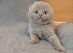 Sabrina plushy lilac solid scottish fold baby girl - Scottish Fold Cat For Sale - TX&comma; US