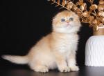Avrora golden shaded scottish fold baby girl - Scottish Fold Cat For Sale - TX&comma; US