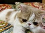 Reserved Flynn Genetic Perfection Show Quality - Exotic Cat For Sale - Pineville&comma; LA&comma; US