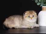 Dianne golden ticked scottish fold baby girl - Scottish Fold Cat For Sale - TX&comma; US