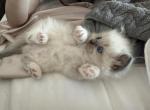 Female Ragdoll Blue Point Mitted Sky - Ragdoll Cat For Sale - Central Nyack&comma; NY&comma; US