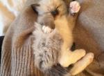 Female Pointed and Mitted Ragdoll Rose - Ragdoll Cat For Sale - Central Nyack&comma; NY&comma; US