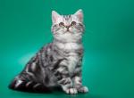 Bella - British Shorthair Cat For Sale - Grayslake&comma; IL&comma; US