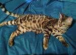 Barrettsbengals Goody Alsop - Bengal Cat For Sale - Buellton&comma; CA&comma; US