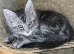 Crowley - Maine Coon Cat For Sale - Paron&comma; AR&comma; US