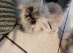 Rayne's Himalayan Female - Himalayan Cat For Sale - Greenville&comma; OH&comma; US