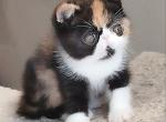 Inary - Exotic Cat For Sale - Pembroke Pines&comma; FL&comma; US