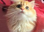 Jaimi - British Shorthair Cat For Sale - Irvine&comma; CA&comma; US