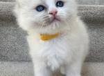 scarlet - Ragdoll Cat For Sale - Newark&comma; DE&comma; US