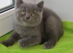 Teo - British Shorthair Cat For Sale - Hollywood&comma; FL&comma; US