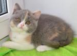 Udacha - British Shorthair Cat For Sale - Hollywood&comma; FL&comma; US