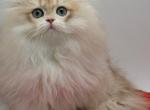 Biscuit - British Shorthair Cat For Sale - Woodruff&comma; SC&comma; US
