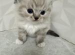 Tiger - Ragdoll Kitten For Sale - Beaverton&comma; OR&comma; US