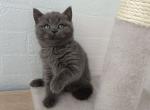 Rachel - Scottish Straight Cat For Sale - Los Angeles&comma; CA&comma; US