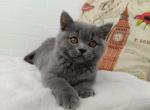 Rosalie - Scottish Straight Cat For Sale - Los Angeles&comma; CA&comma; US