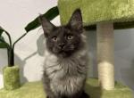 Aron - Maine Coon Cat For Sale - Brighton&comma; CO&comma; US