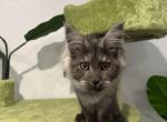 Asif - Maine Coon Cat For Sale - Brighton&comma; CO&comma; US