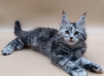 Janna - Maine Coon Kitten For Sale - Brighton&comma; CO&comma; US