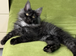 Bormon - Maine Coon Cat For Sale - Brighton&comma; CO&comma; US