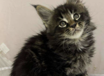 Meatball - Maine Coon Cat For Sale - Brighton&comma; CO&comma; US