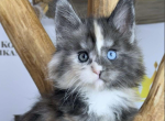 Twilight - Maine Coon Cat For Sale - Brighton&comma; CO&comma; US