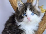 Maverick - Maine Coon Cat For Sale - Brighton&comma; CO&comma; US