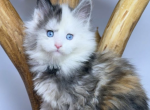 Stella - Maine Coon Cat For Sale - Brighton&comma; CO&comma; US