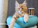 Elf - Maine Coon Cat For Sale - Miami&comma; FL&comma; US