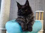 Damon - Maine Coon Cat For Sale - Miami&comma; FL&comma; US