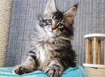 Dazai - Maine Coon Cat For Sale - Miami&comma; FL&comma; US