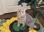 Blue Tabby British Shorthair girl Astra - British Shorthair Cat For Sale - NY&comma; US