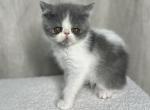 Wilbur - Exotic Cat For Sale - Roseville&comma; CA&comma; US