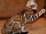 Inca Kerr Lake Bengals - Bengal Cat For Sale - Norlina&comma; NC&comma; US
