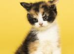 British Shorthair  Maine Coon - Maine Coon Cat For Sale - Los Angeles&comma; CA&comma; US
