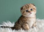 Litter L - Scottish Fold Cat For Sale - Cathlamet&comma; WA&comma; US